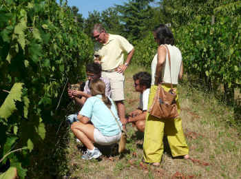 Wine tasting tour in Tuscany